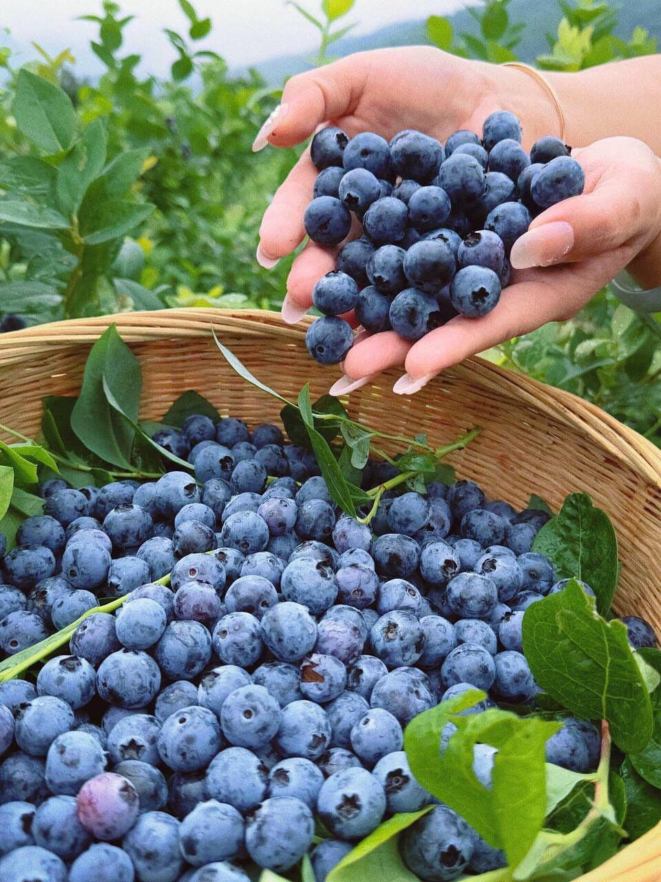 台灣果園現採藍莓