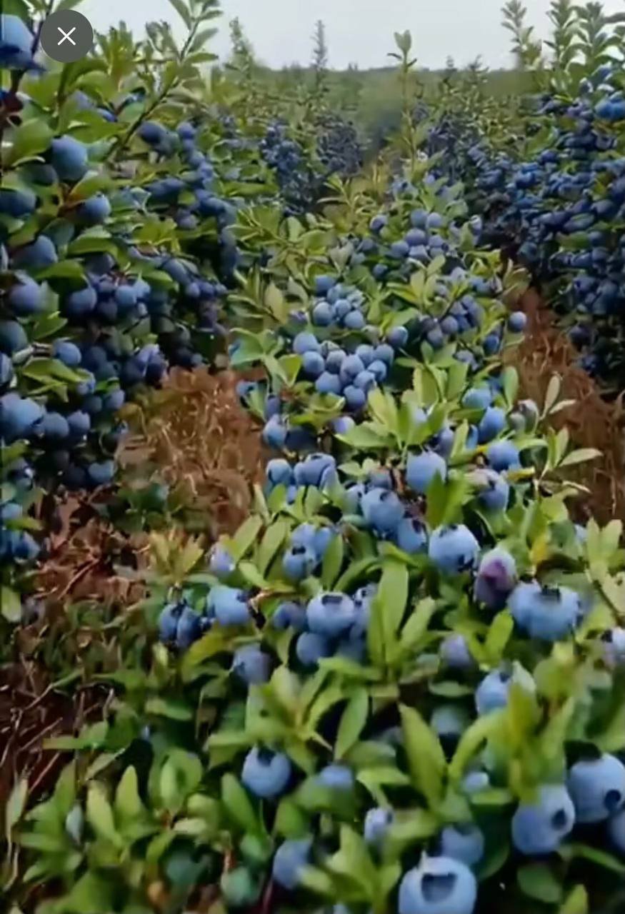 藍莓實拍3