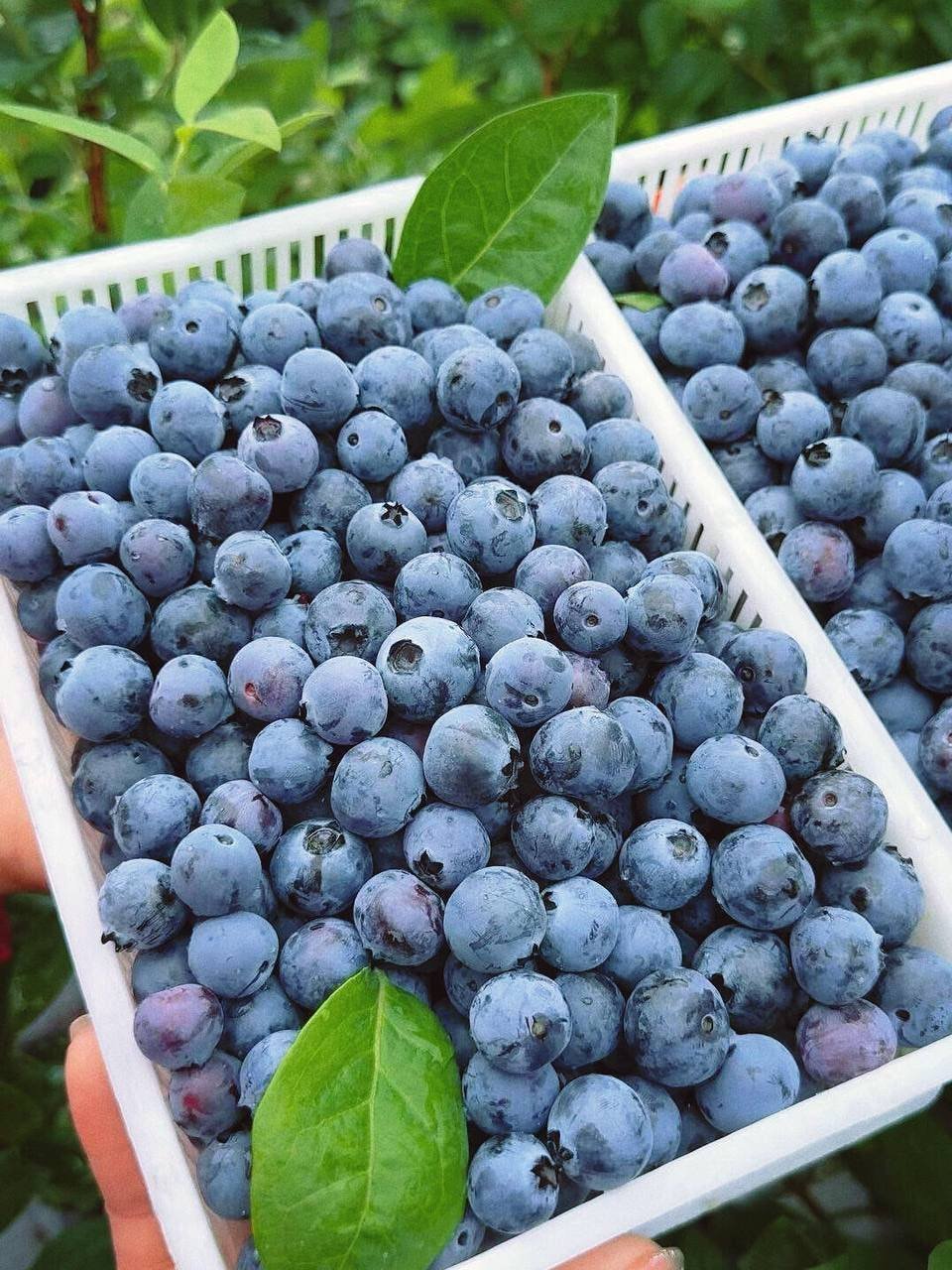 藍莓實拍4