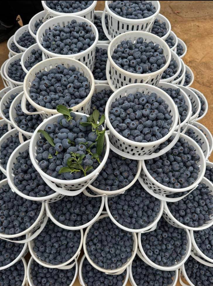 藍莓實拍1