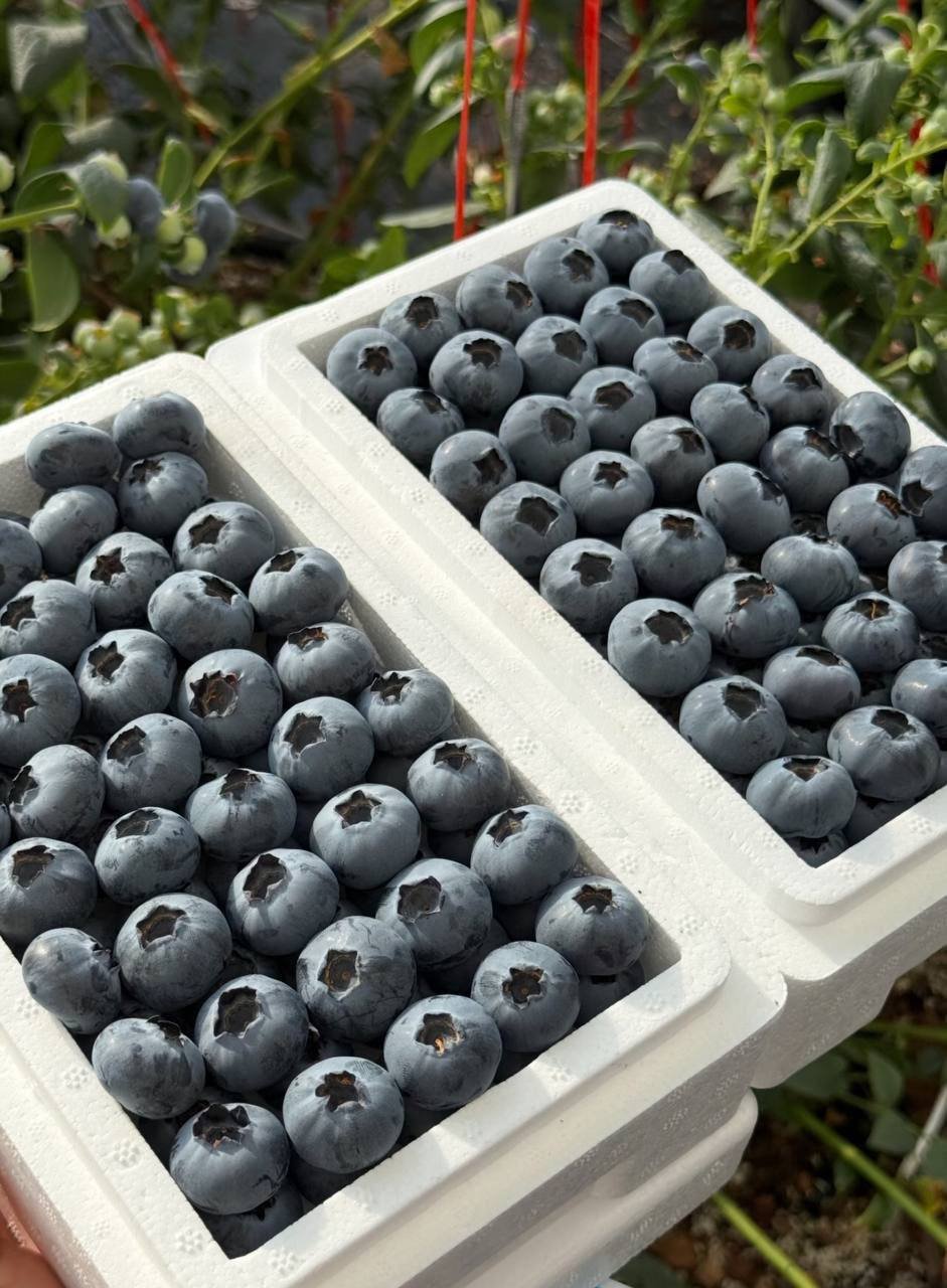 藍莓實拍2